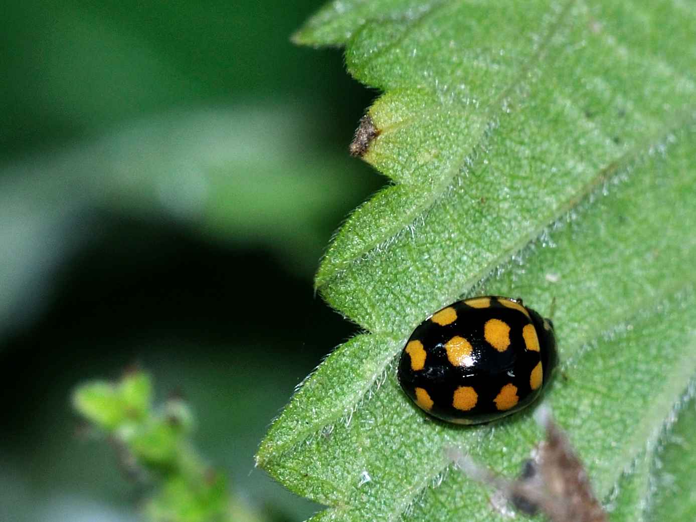 Coccinula quatuordecimpustulata